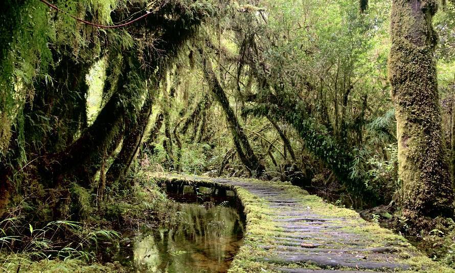 Parque Nacional Pumalín Douglas Tompkins cuenta con su primer plan de manejo
