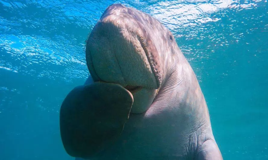 Desaparece la sirena china: dugongo es declarado funcionalmente extinto