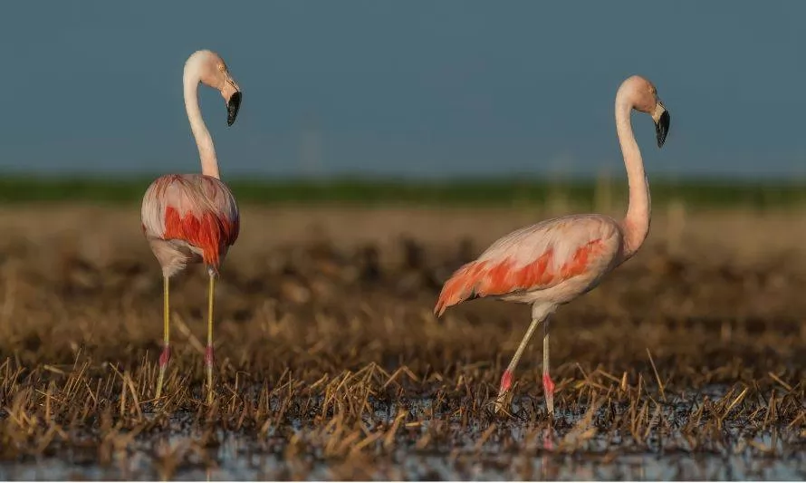 Declaran área de protección de valor natural y nuevo humedal urbano en Magallanes