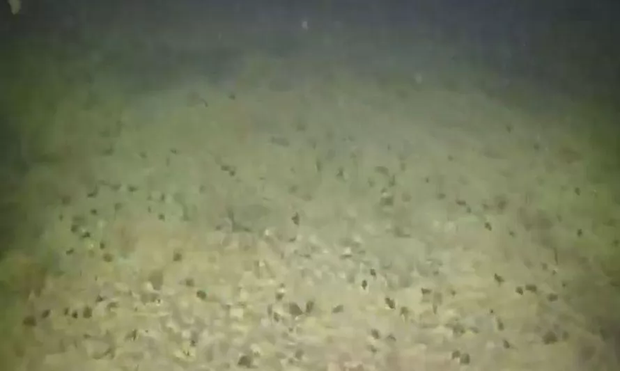 Video revela fondo marino muerto en sector de industrias salmoneras en Magallanes