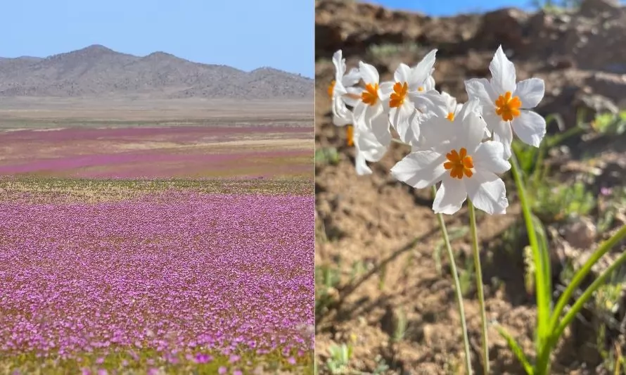 Anuncian creación del Parque Nacional Desierto Florido 