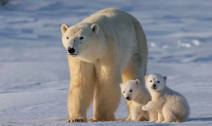 Día Internacional del Oso Polar: conoce algunos datos sobre esta especie  amenazada - Diario Sostenible