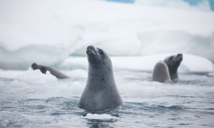 WWF enfatiza que Áreas Marinas Protegidas de la Antártica son clave para la protección global del 30% de los océanos al 2030