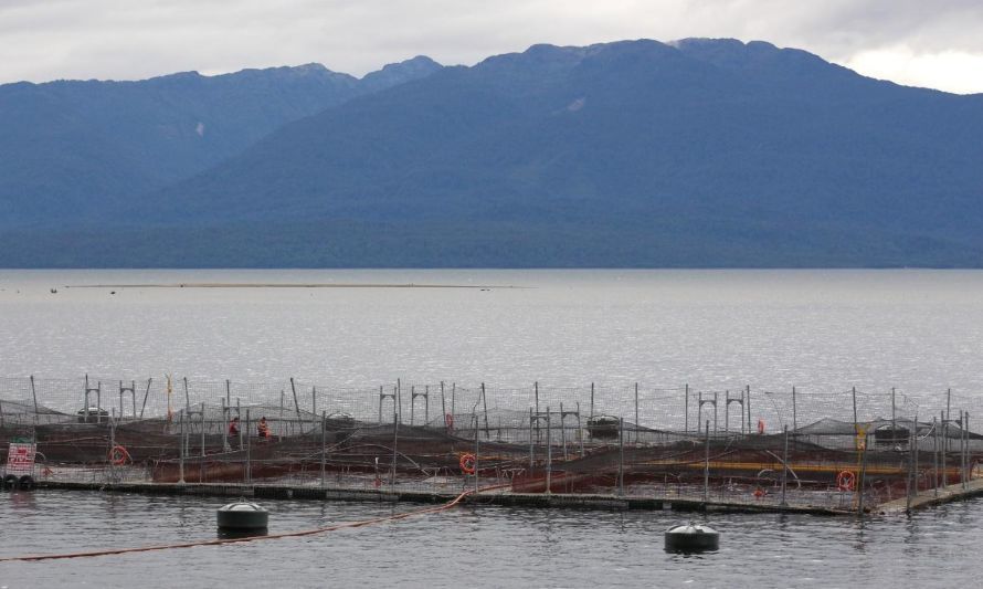 Balance ambiental 2023:  sobreproducción de salmones y noticias falsas de la industria