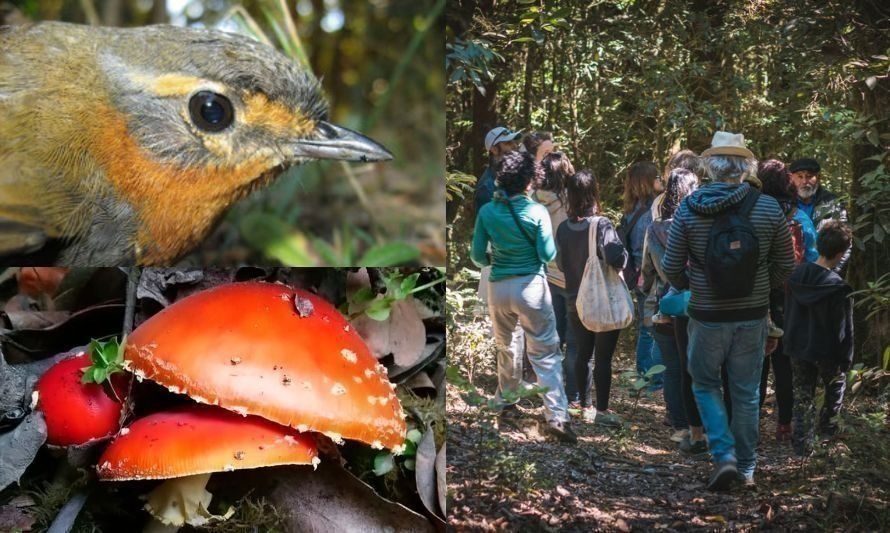 Proyecto rescata la identidad sonora del bosque en la Reserva Natural Pilunkura
