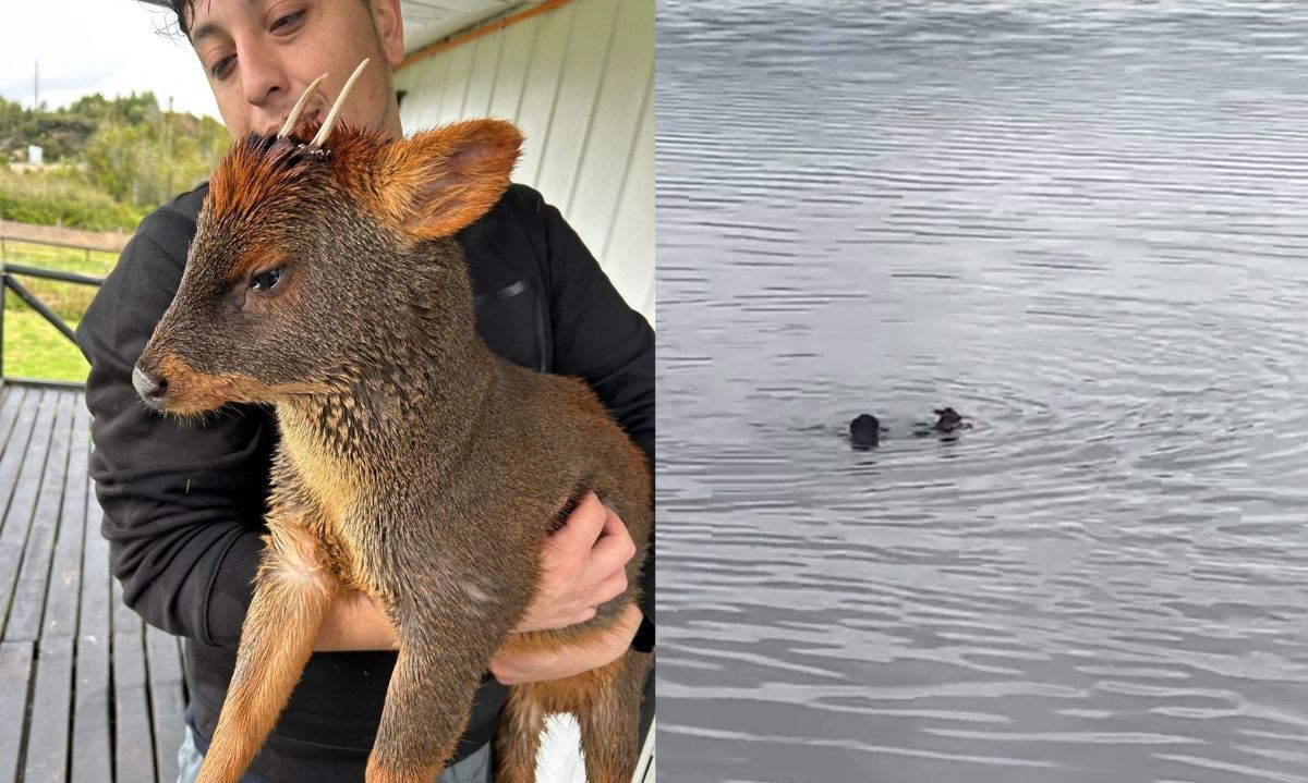 Rescatan a pudú atacado por perro en lago Huillinco de Chonchi