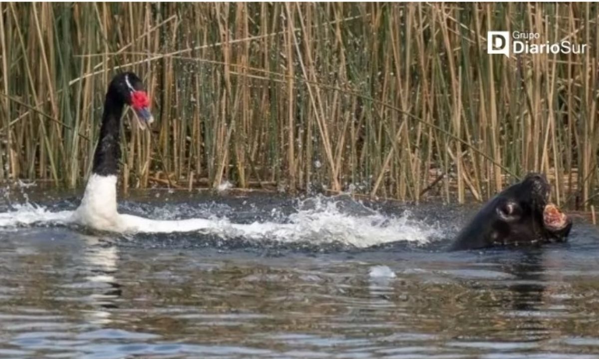 Mantienen monitoreo en humedales por ataques de lobos marinos a cisnes de cuello negro en Valdivia