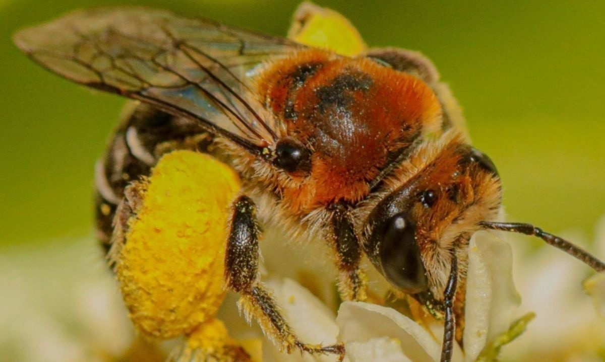 Sequía, urbanización, pesticidas y especies invasoras amenazan a abejas nativas y polinizadores