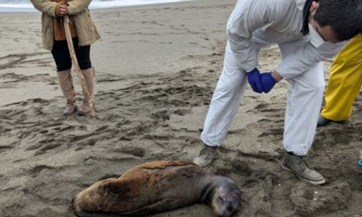 Trágico final tuvo lobo marino atacado por perros en Los Ríos 
