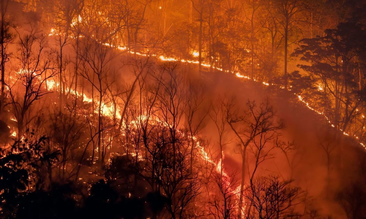 WWF presenta campaña para advertir de los récords climáticos que el planeta ha superado 