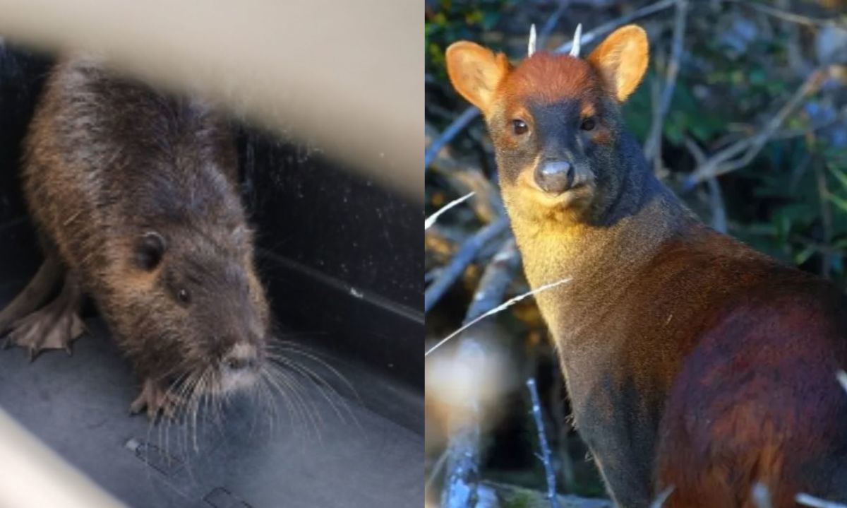 Reincorporan a su hábitat natural a ejemplares de pudú y coipo en Biobío