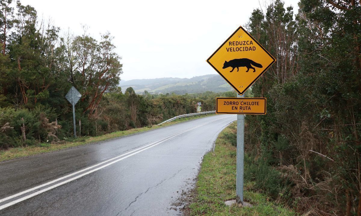 Campaña Lento por la Fauna realizará instalación masiva de señaléticas en Chiloé 