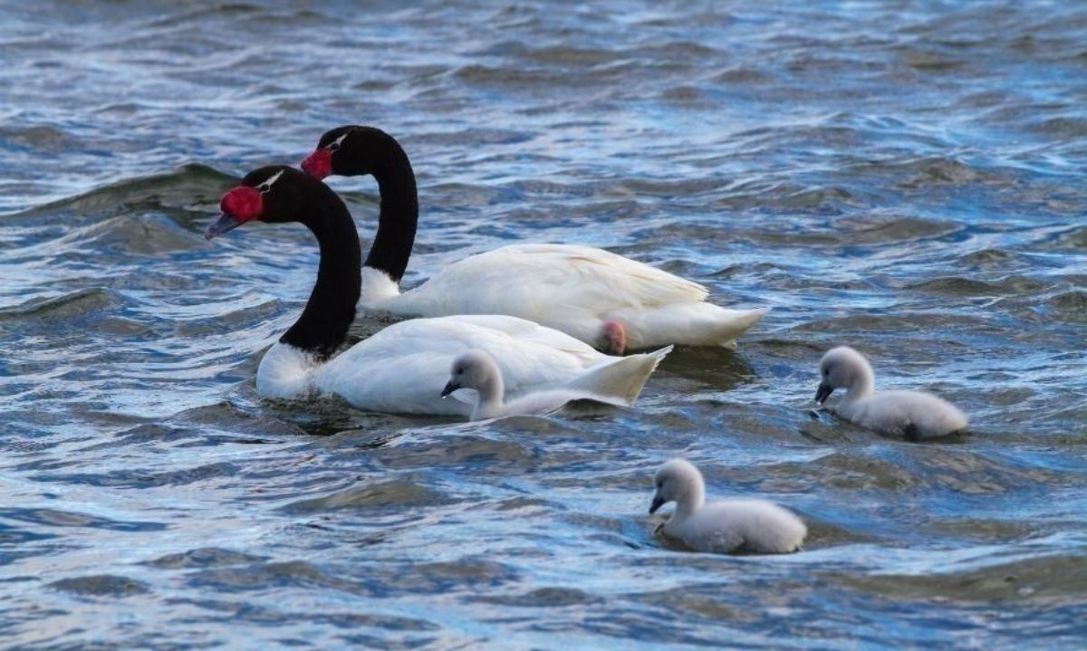 Reportan muerte de una decena de cisnes de cuello negro en Santuario Carlos Anwandter