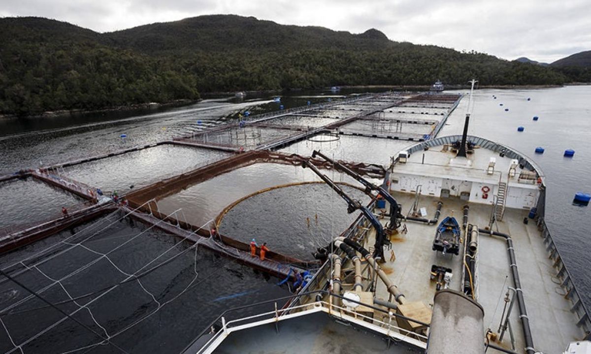 Nueva Ley General de Acuicultura: Áreas Protegidas Sin Salmoneras llama a reordenar la industria 