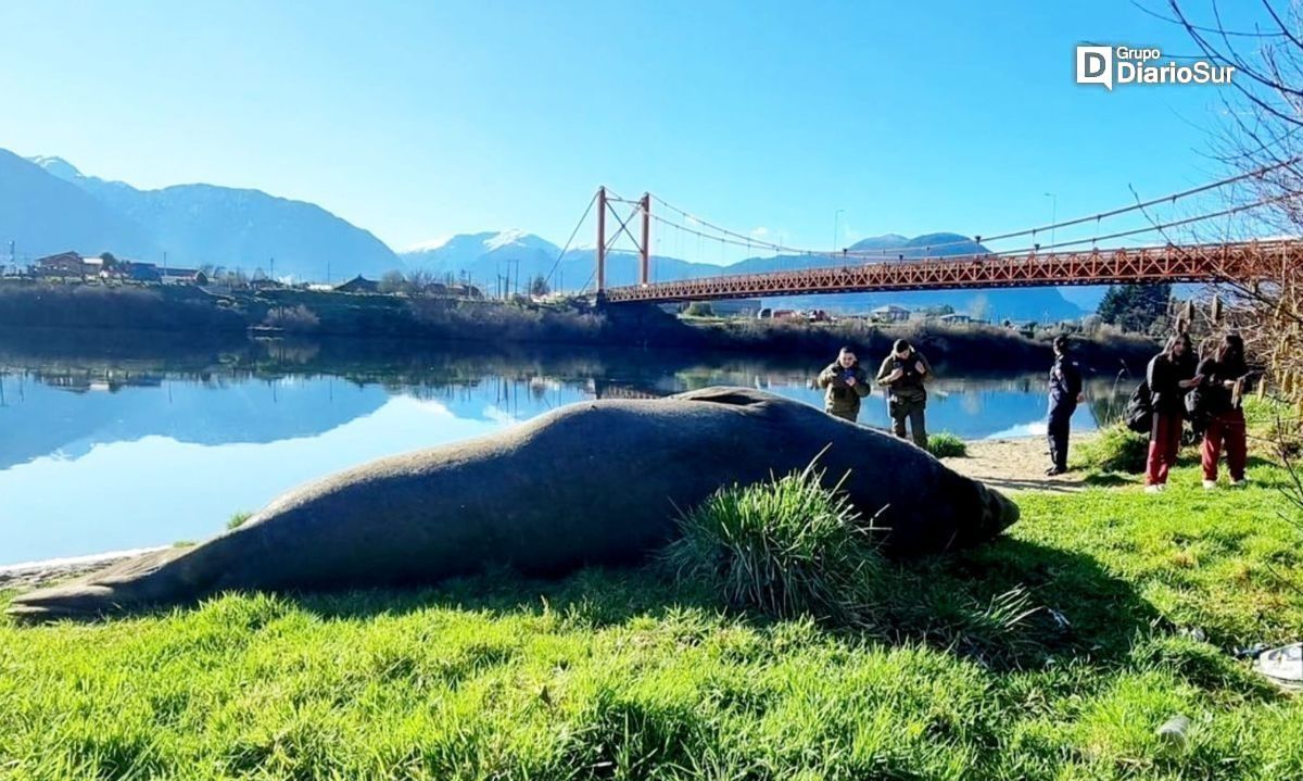 Elefante marino descansando se robó las miradas en Puerto Aysén