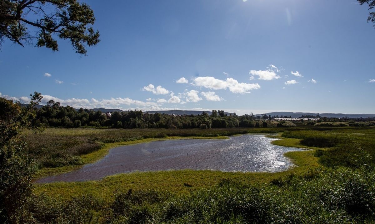 Valdivia Ciudad Humedal: seminario contará con exposición de  especialista asiático 