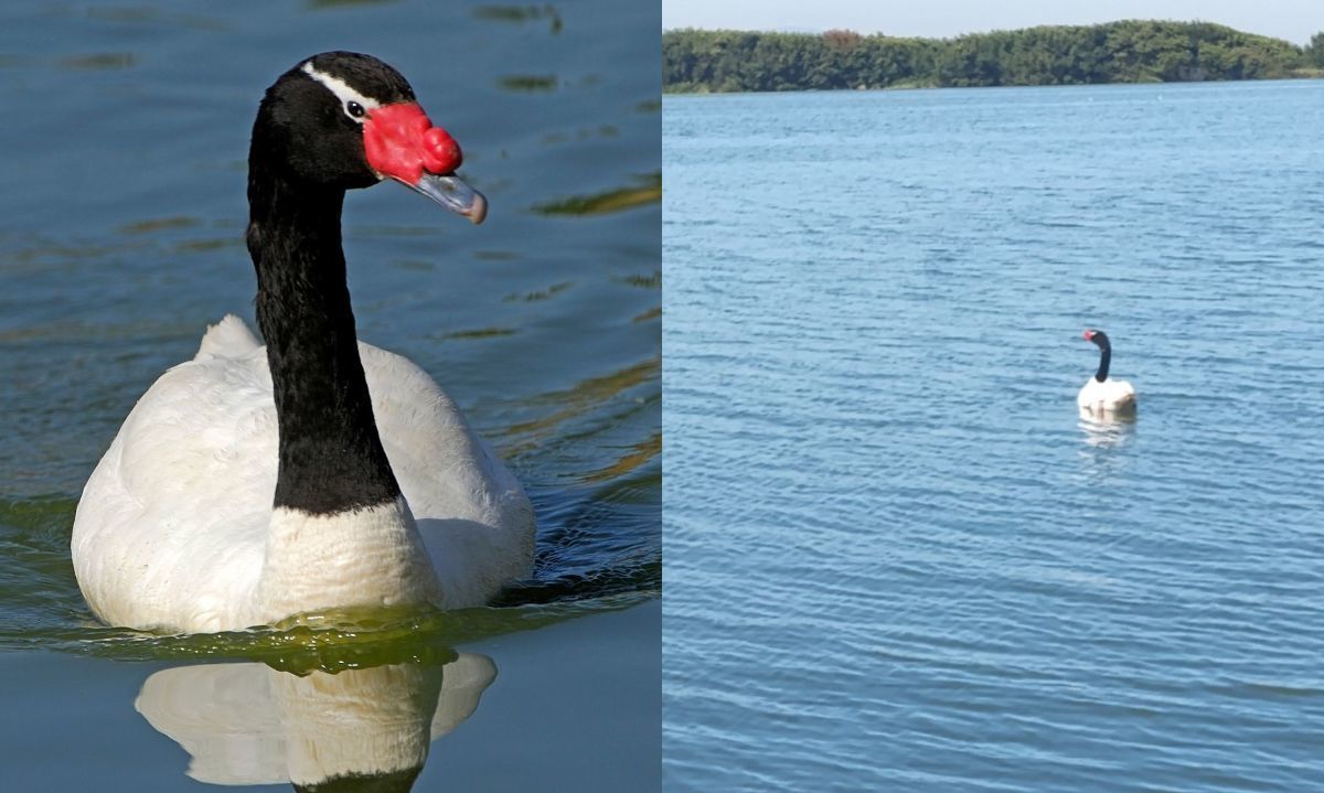 Liberan a cisne de cuello negro en parque Museo Pedro del Río Zañartu en Biobío